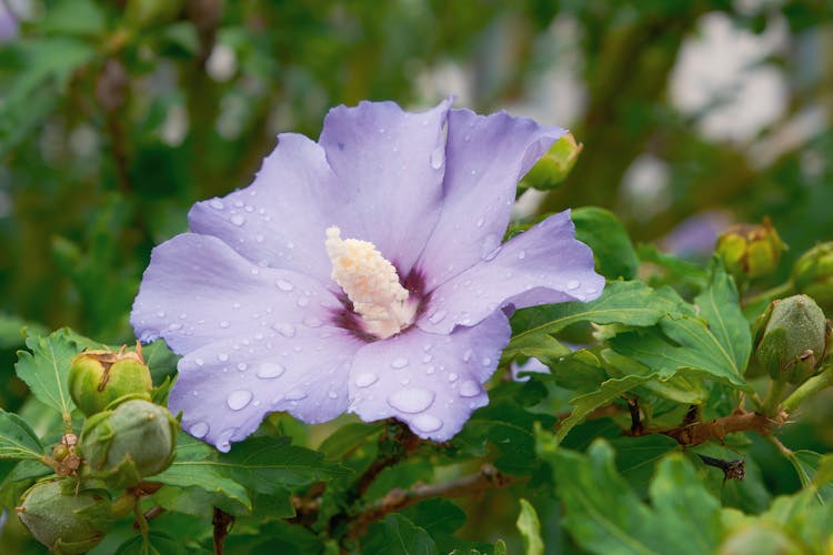 Purple Hibiscus Flower