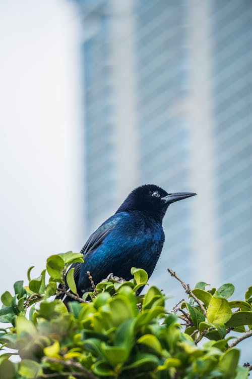 Raven Bird on Leaves