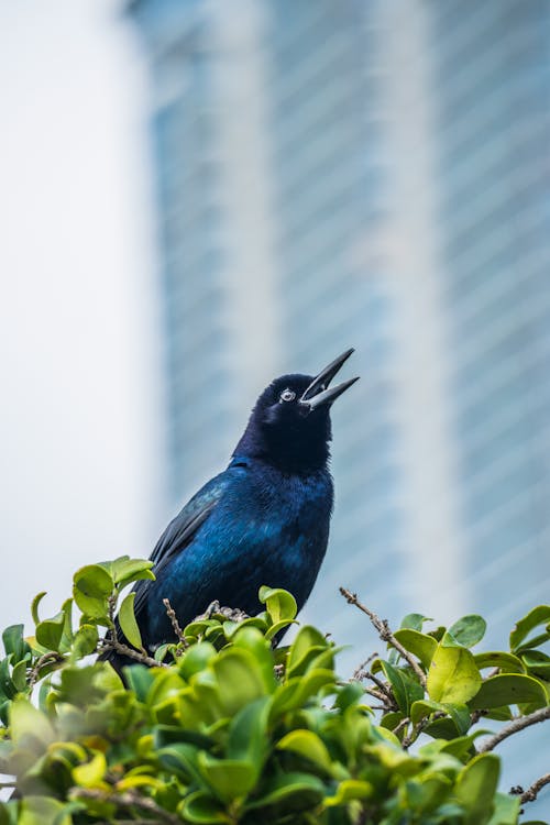 Raven on Leaves