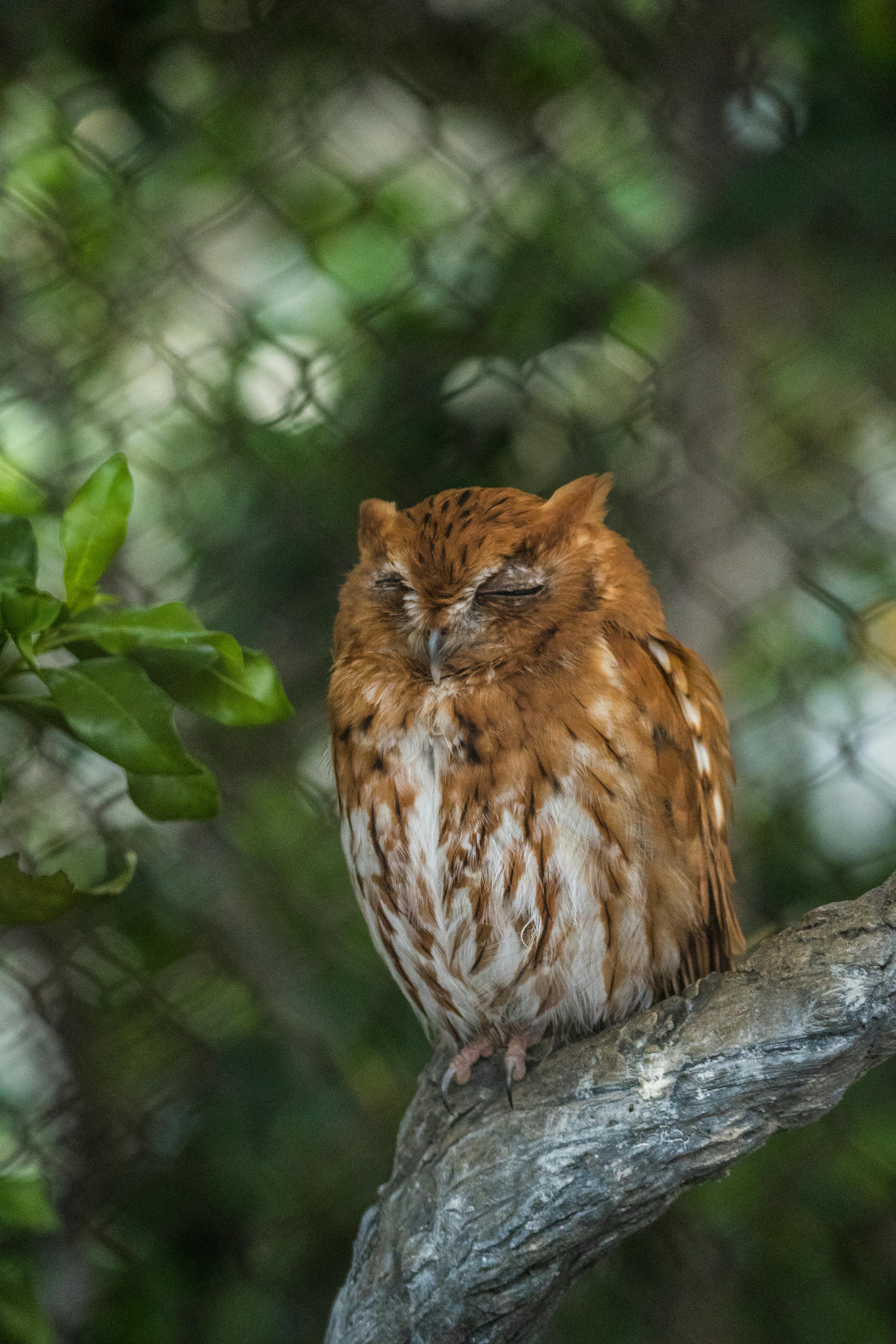 A serene Eastern Screech Owl (Megascops asio) resting on a branch amidst lush foliage in Miami.