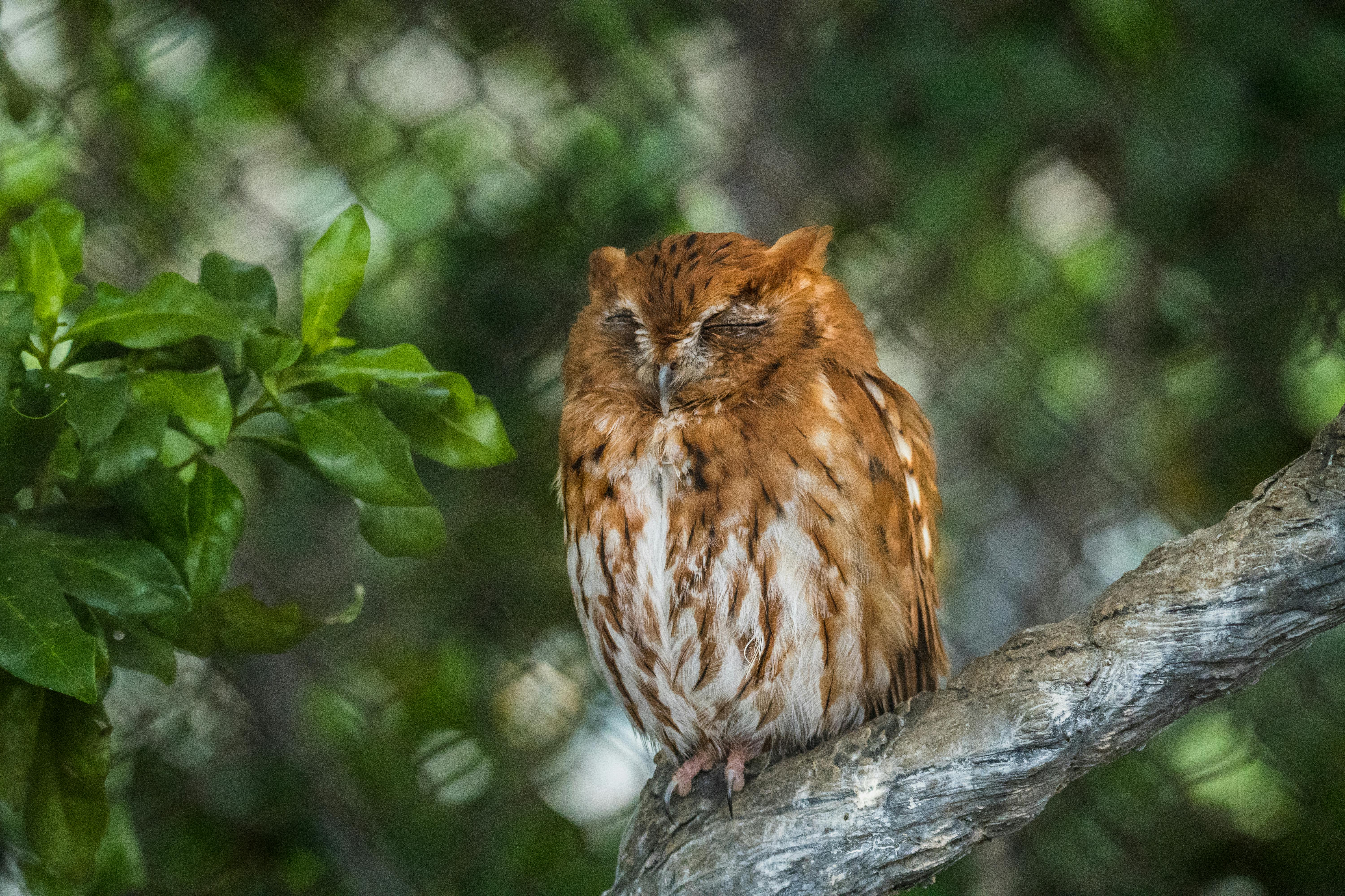 close up of an owl sitting on a branch