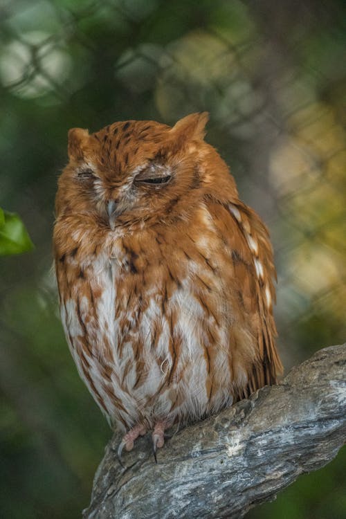 Eastern Screech Owl in Zoo