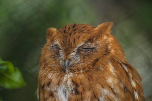 Eastern Screech Owl with Eyes Closed