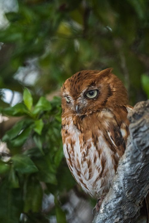 Eastern Screech Owl on Branch