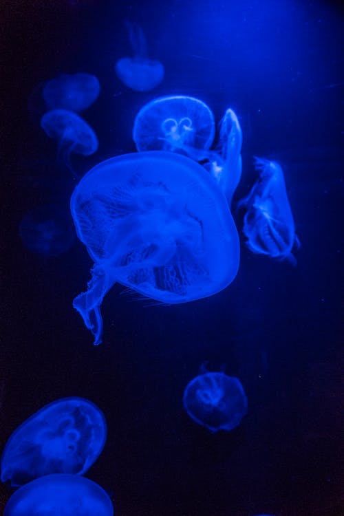 Jellyfish in Blue Light