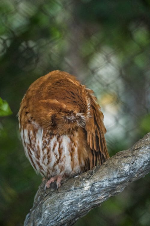 Eastern Screech Owl on Branch in Zoo