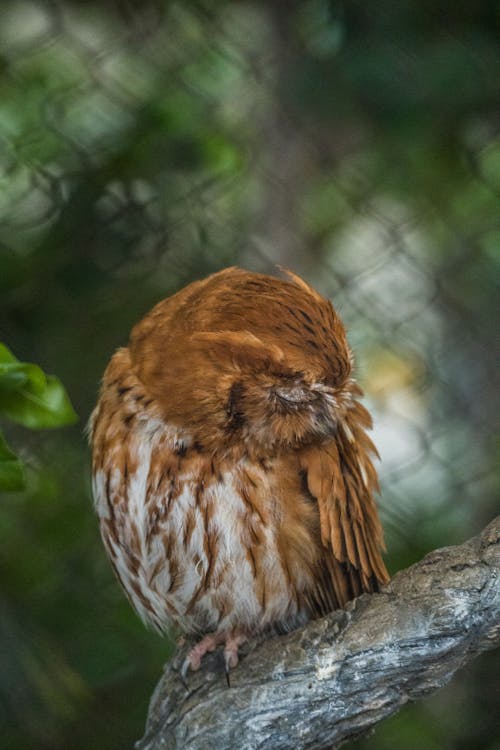 Eastern Screech Owl in Zoo