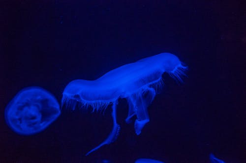 Foto stok gratis alam, cahaya biru, di bawah air