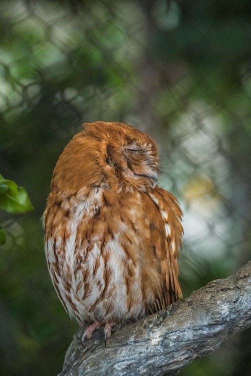 Eastern Screech Owl in Cage in Zoo