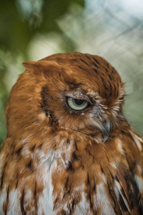 Portrait of Eastern Screech Owl