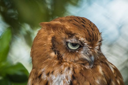Eastern Screech Owl Bird in Zoo
