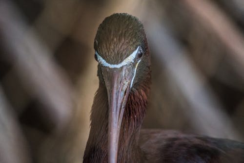 Ingyenes stockfotó állatfotók, barna tuskó, fényképek a vadvilágról témában