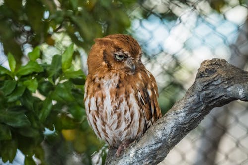 Eastern Screech Owl in Cage in Zoo