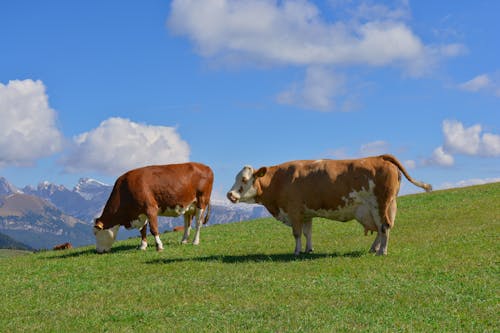 Cows Standing on Meadow in Mountains