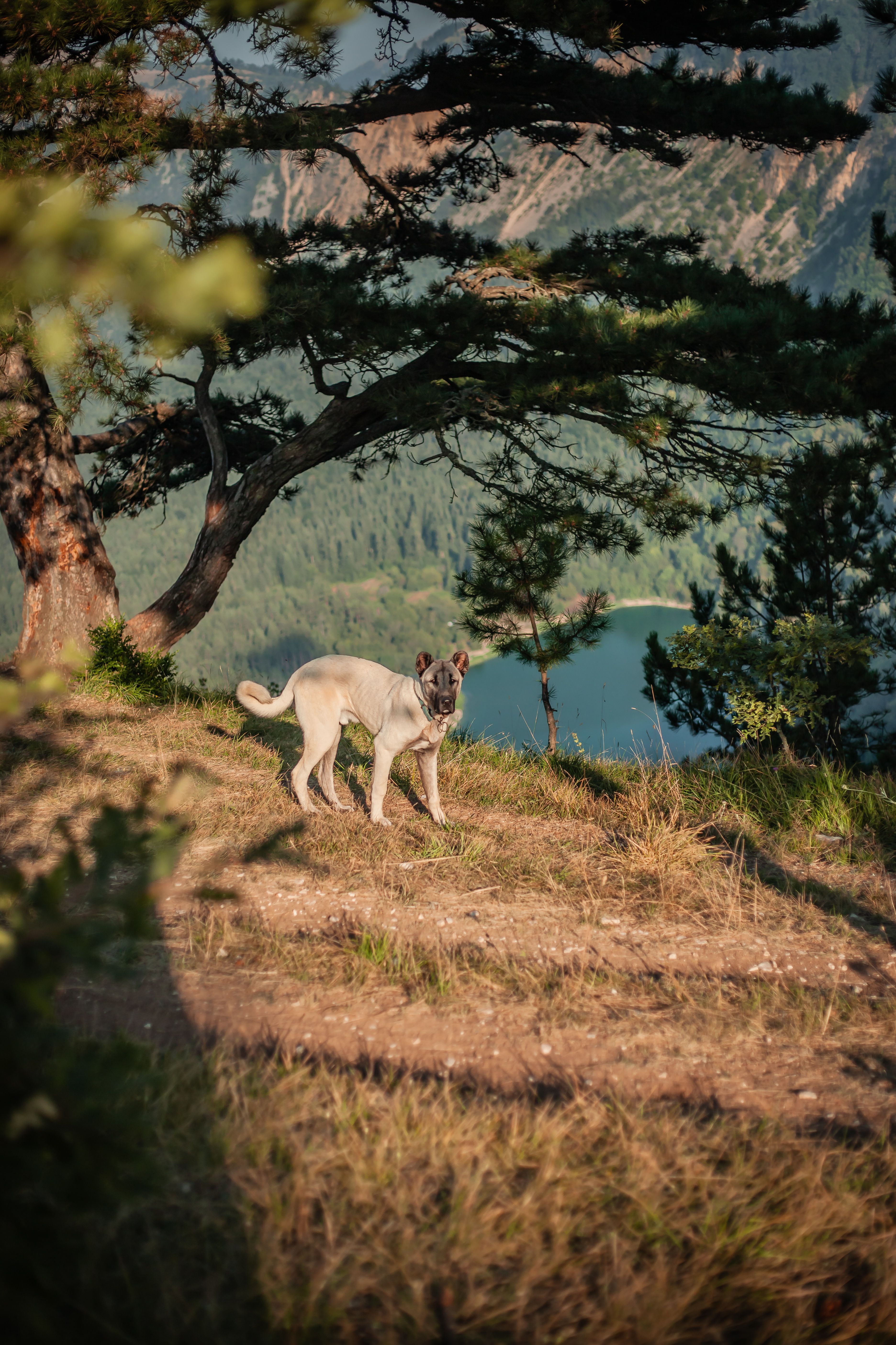 Kangal Shepherd Dog · Free Stock Photo