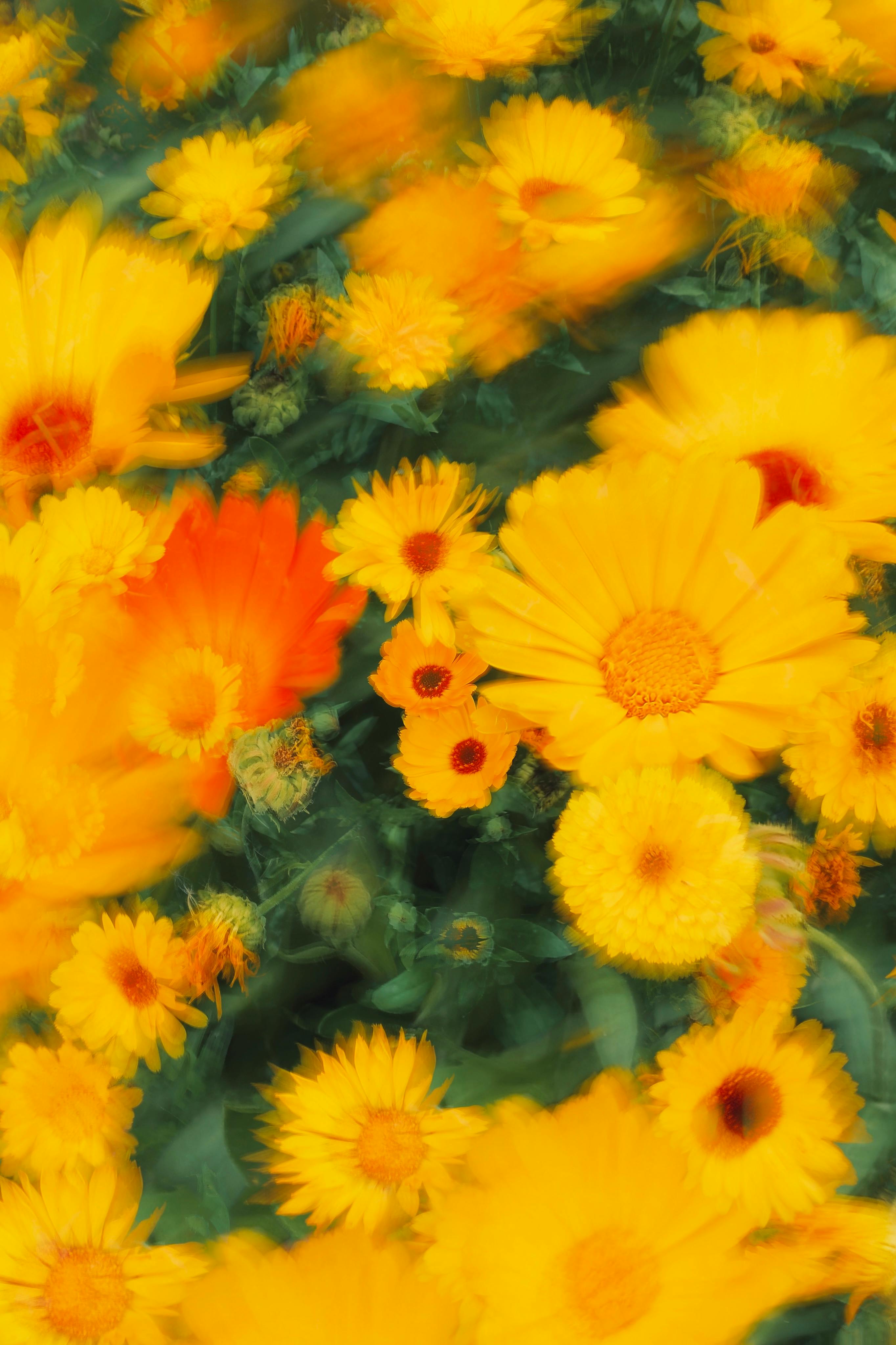 Seamless natural pattern of orange flowers of calendula on a white  background, as a backdrop or texture. Spring, summer wallpaper for your  design. Top view Flat lay Stock Photo | Adobe Stock