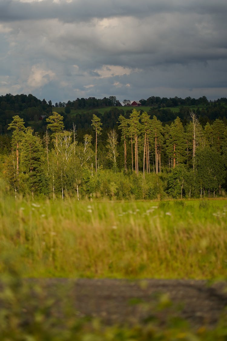 Line Of Forest And Detached House On Hill