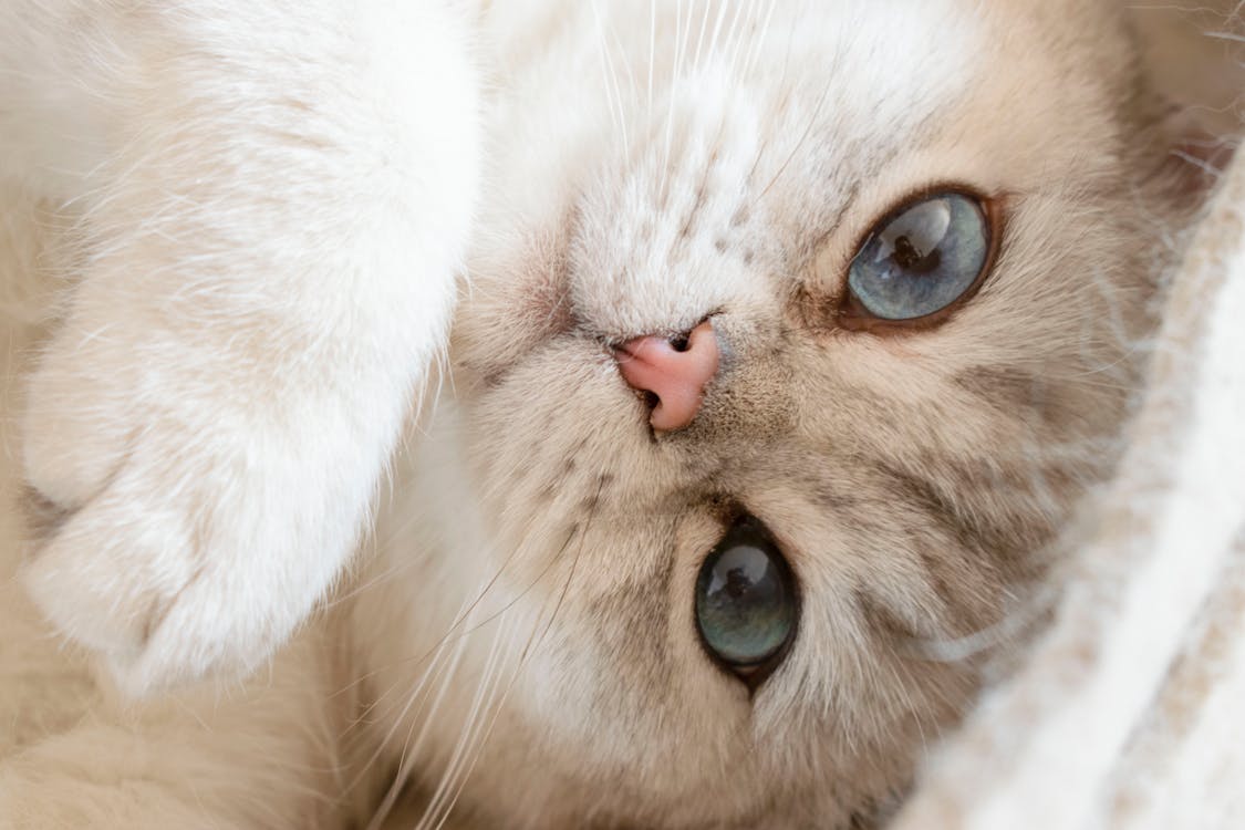 Close up of White Cat