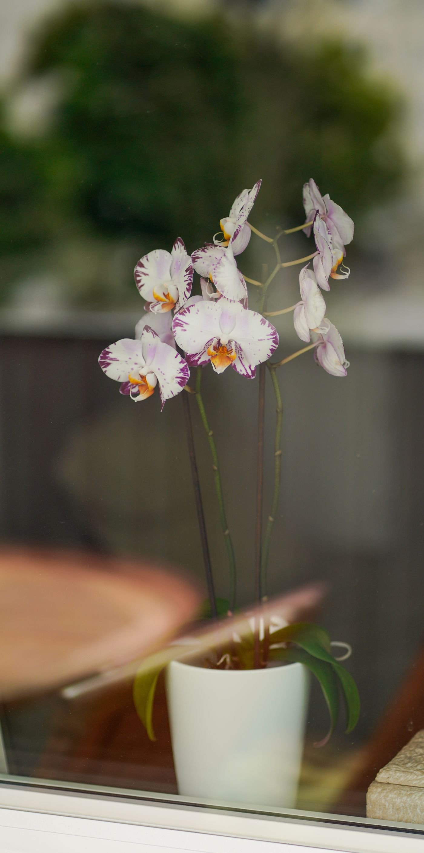 Storczyk phalaenopsis w przezroczystej doniczce przy oknie