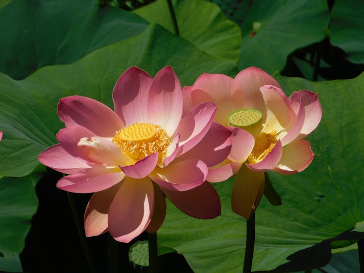 Pink Lotus Flowers