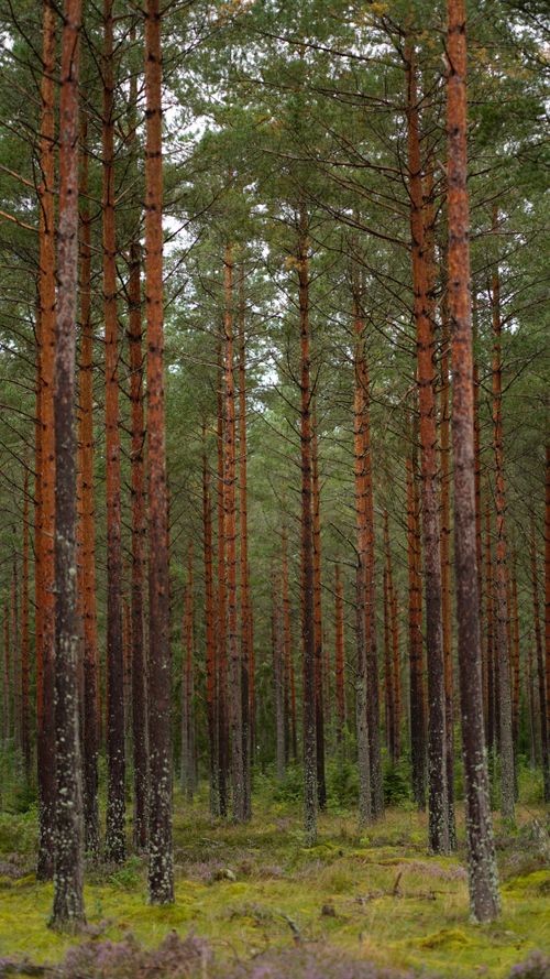 Free Stunning vertical shot of a dense pine forest showcasing tall trees and vibrant greenery. Stock Photo