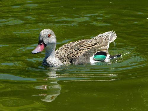 Free A speckled teal duck swimming in a green pond under bright daylight. Stock Photo
