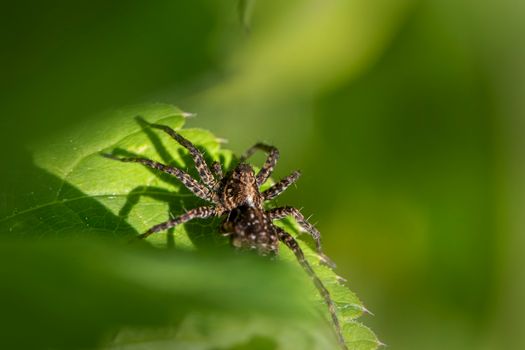 Detailed macro shot of a spider resting on vibrant green leaves.