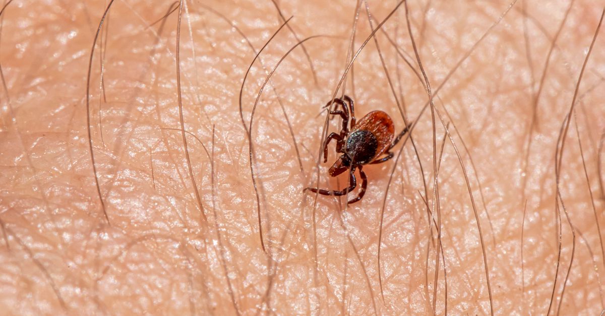Andhra reports nine suspected Scrub Typhus deaths