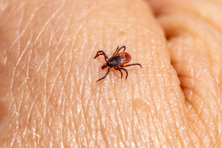 Top Lyme Disease Lyme Tick Removal Clinics In Minnesota