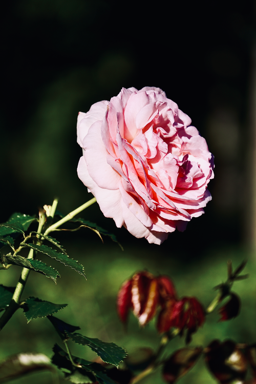 Free Close-up of a blooming pink rose in a sunny garden, capturing its rich petals. Stock Photo