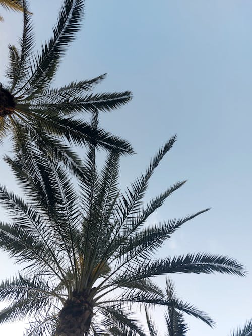 Kostnadsfri bild av exotisk, palmer, semester
