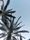 palm tree