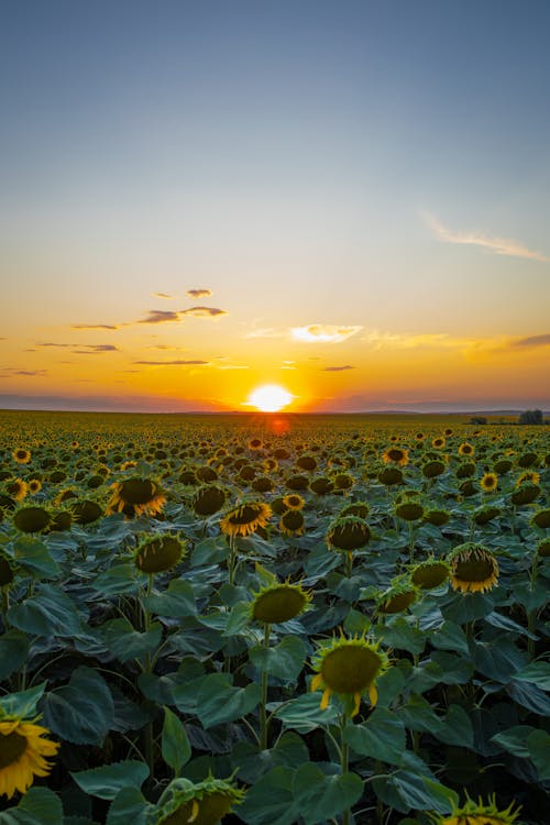 An extremely beautiful plain full of sunflowers. A magical sunset.
