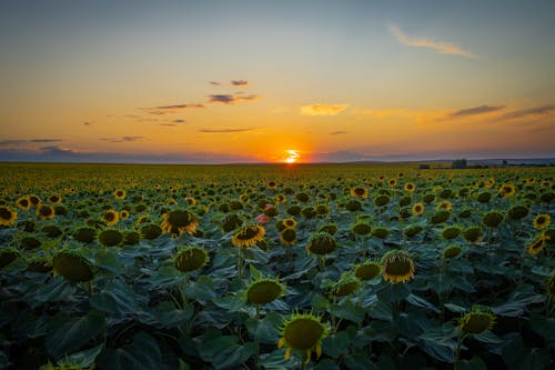 An extremely beautiful plain full of sunflowers. A magical sunset.