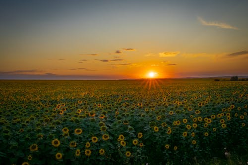 Immagine gratuita di campagna, naturale, vibrante