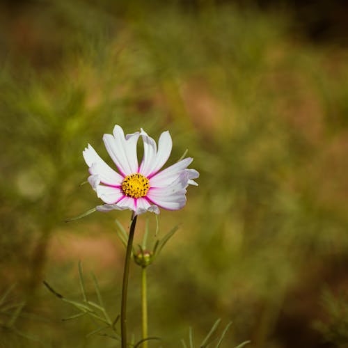 A single white flower with a yellow center in the middle of a green field