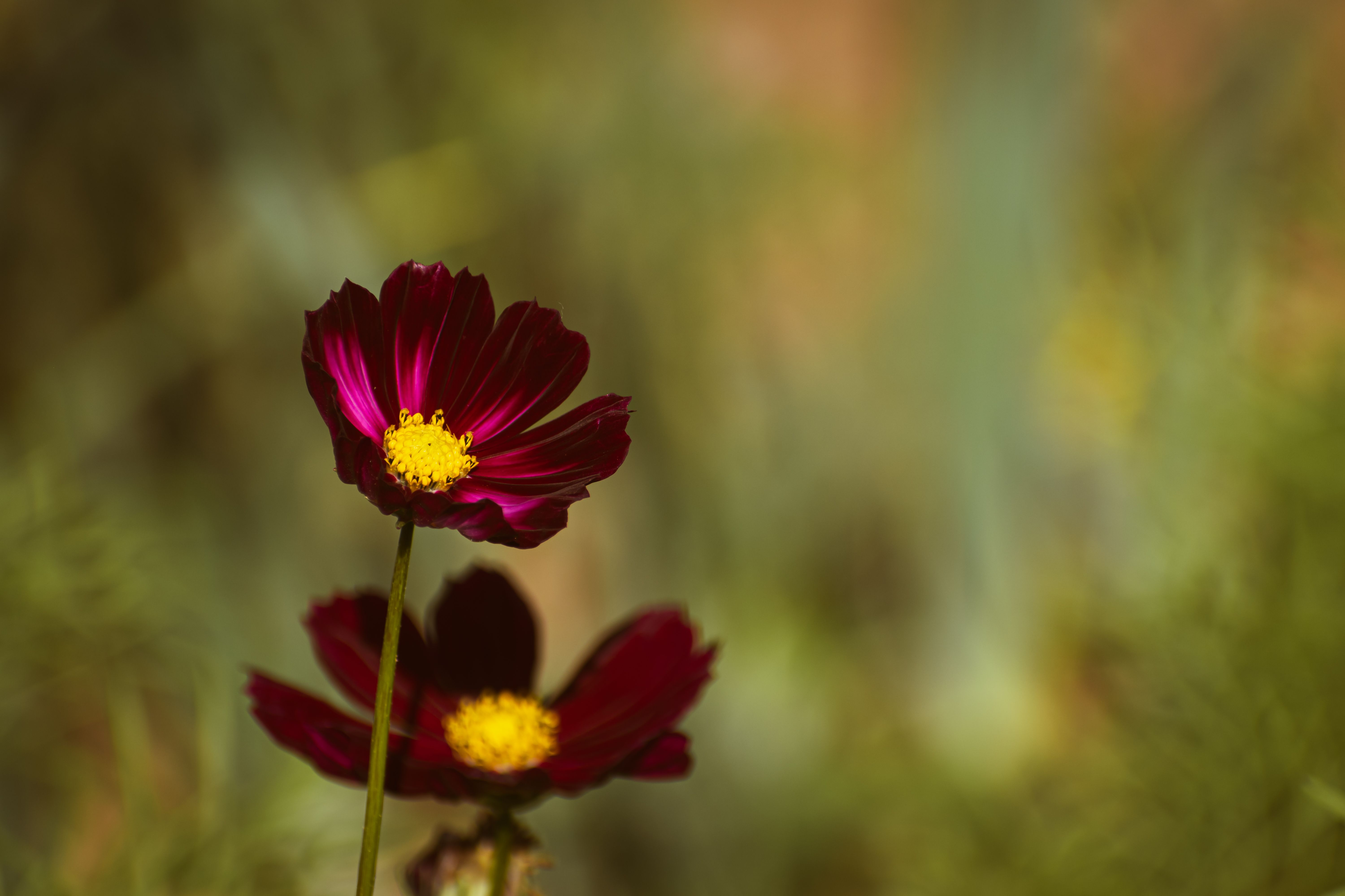 Two red flowers in the middle of a green field · Free Stock Photo