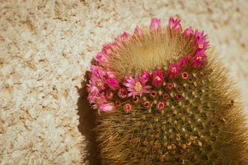A cactus flower with pink petals on a wall