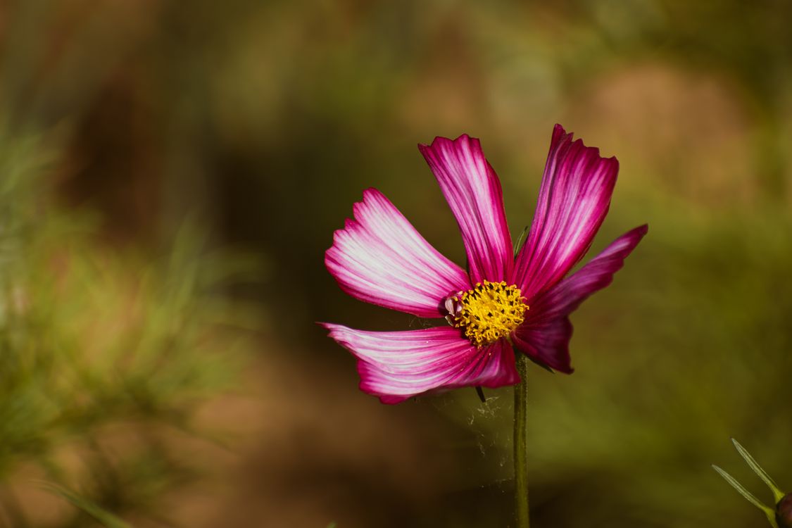 A single pink flower in the middle of a field · Free Stock Photo