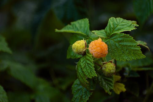 Raspberry plant with yellow flowers and green leaves