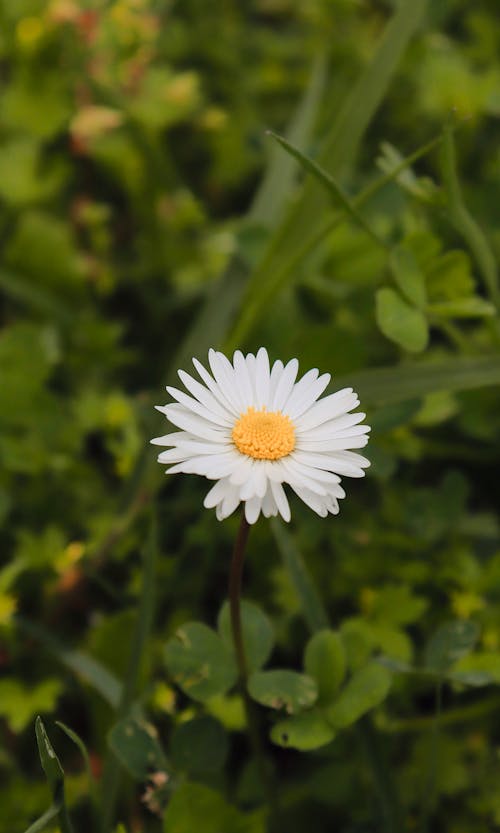 BELLIS PERENNIS ( MARGARITA)