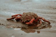 A red crab on the beach at Saint-Benoît-des-Ondes, Bretagne, striking a natural pose.