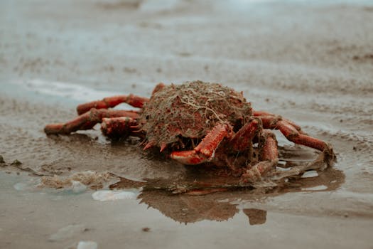 Saint-Benoît-de-Carmaux