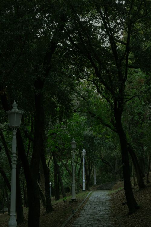 Free A dimly lit forest pathway with vintage lanterns creates a tranquil summer setting. Stock Photo