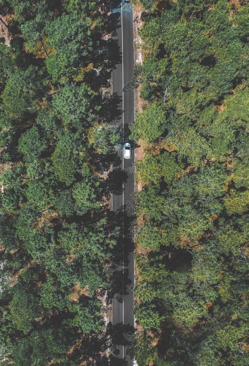 Free Imagine de stoc gratuită din arbori, asfalt, automobil Stock Photo