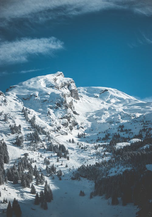 Imagine de stoc gratuită din Alpi, altitudine, arbori