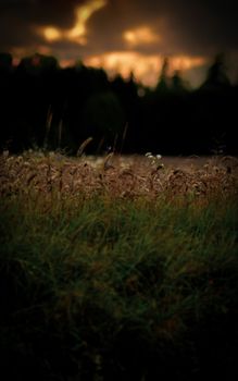 A peaceful grassy meadow under a dramatic sunset sky creates a natural, serene landscape.