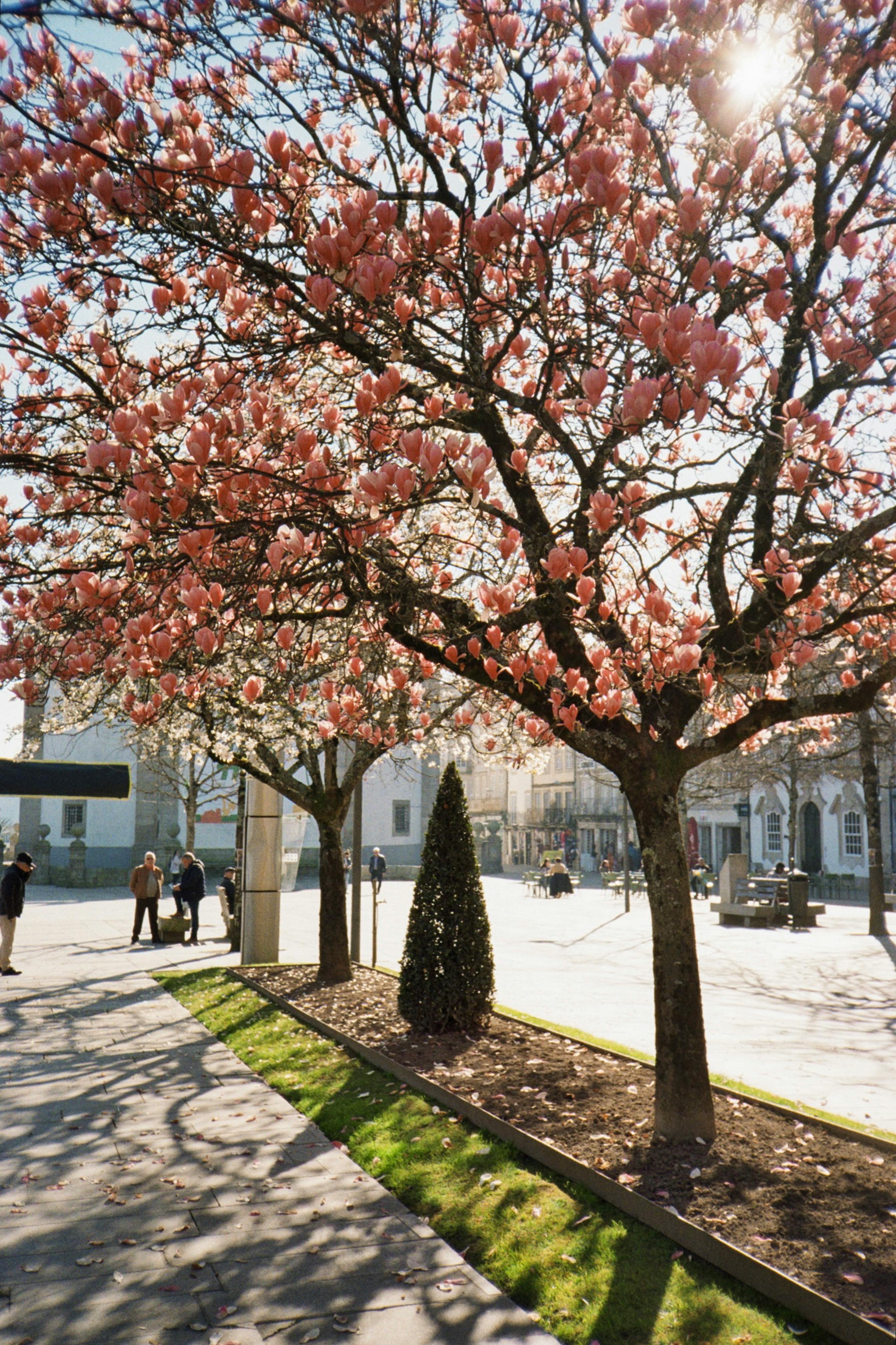Beautiful cherry blossoms bloom in a sunny Barcelos, Portugal street during spring.