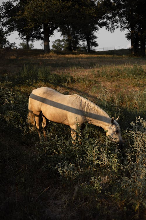 Beyaz at, çayır, Çiftlik içeren Ücretsiz stok fotoğraf