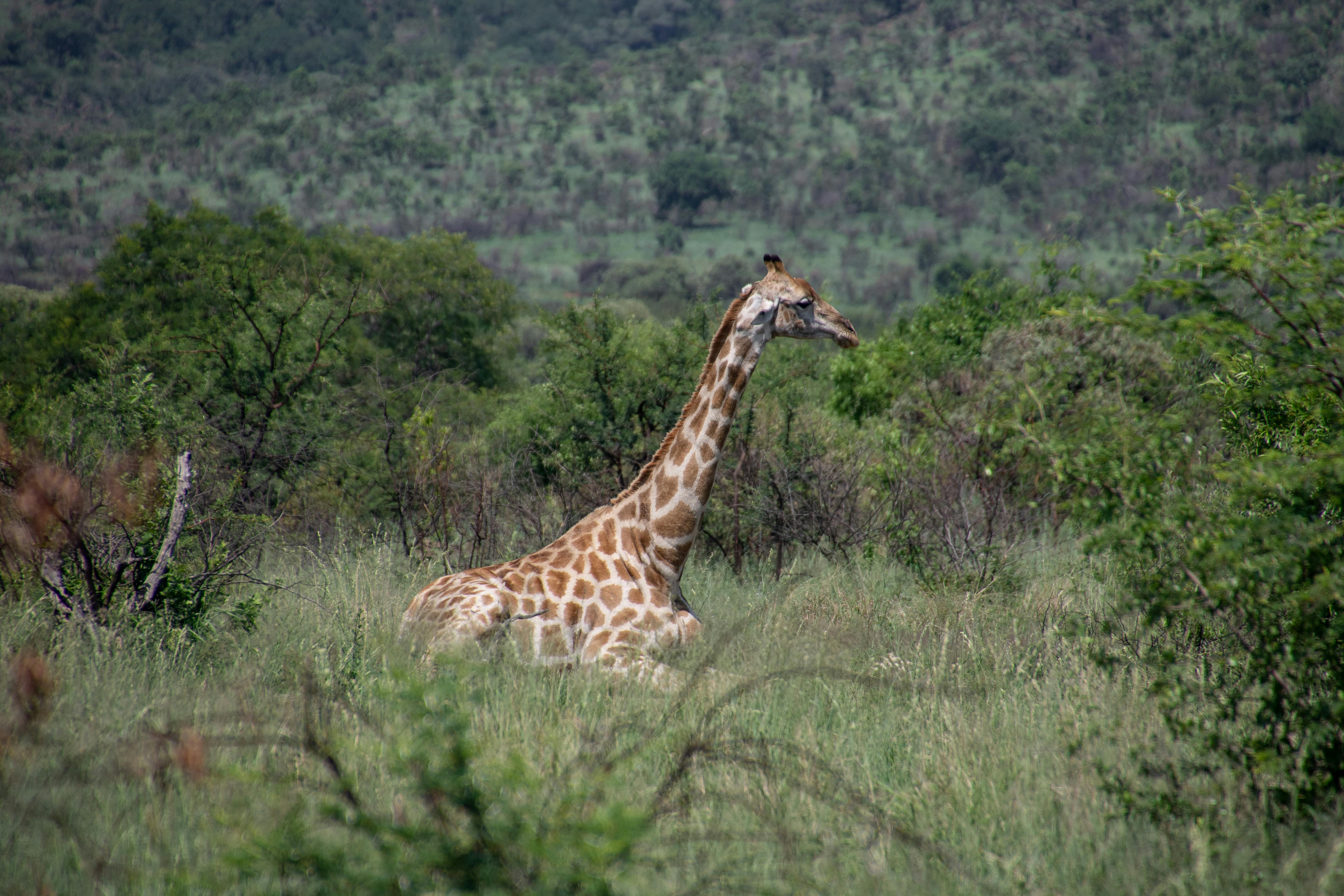 Free stock photo of africa, animals, giraffe